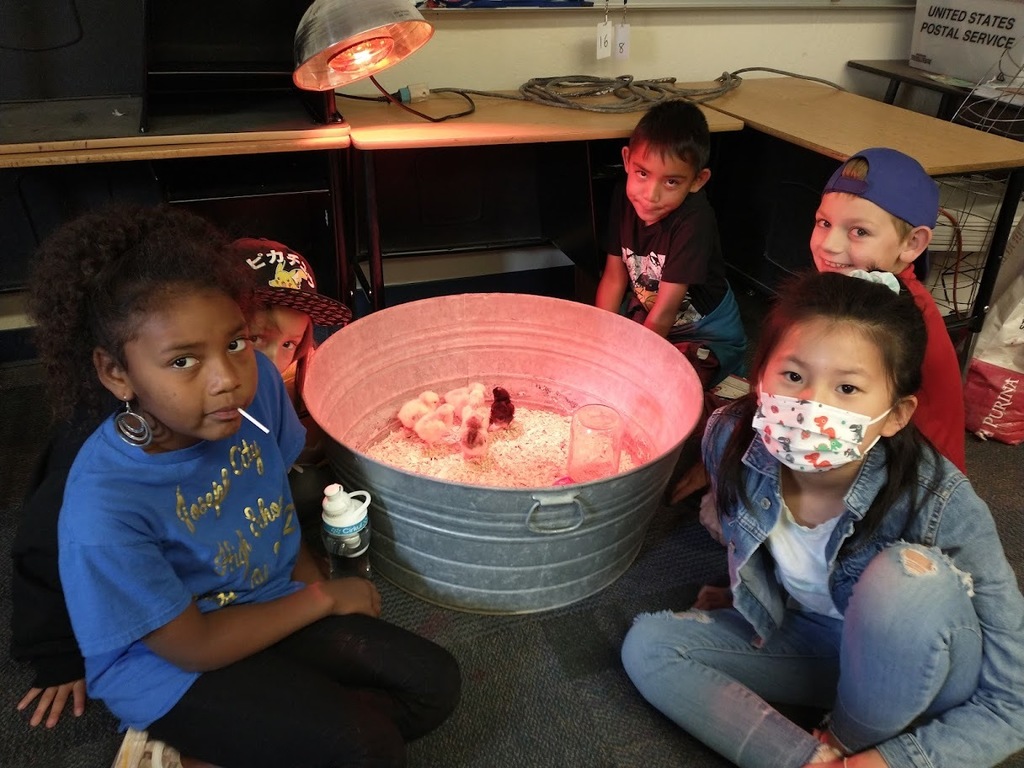 Students around a bucket with baby chicks